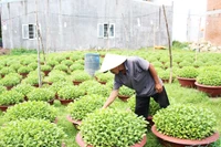 Người trồng hoa tất bật cho vụ Tết