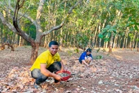 Đức Cơ đẩy mạnh chuỗi liên kết, nâng cao giá trị cây điều