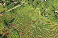 Pù Luông mùa lúa chín