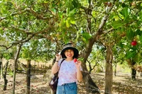 Mùa điều nơi biên viễn
