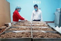 Giữ thương hiệu truyền thống rượu Bàu Đá