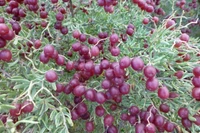 Một loài cây dại ở châu Á có thể là 'thần dược' trị tiểu đường