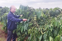 Đẩy mạnh phát triển nông nghiệp hữu cơ