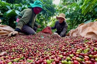 Cà phê Robusta Gia Lai chinh phục phân khúc giá trị cao
