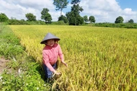 Kỳ vọng giống lúa mới chất lượng cao