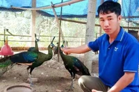 “Vua chim” Gia Lai và khoảng cách giữa vinh danh - vòng lao lý
