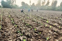 Ia Rsai tái cơ cấu nông nghiệp: Thích ứng biến đổi khí hậu