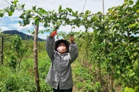 Chanh dây vàng hương mật ong: Vị ngọt từ nông nghiệp sạch