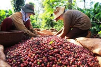 Giá cà phê xuất khẩu tăng 67,6%