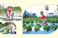 Lên Pleiku hái dâu tây Nhật Bản