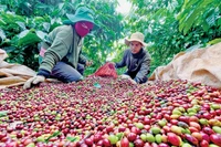 Xuất khẩu cà phê vững “ngôi vương”