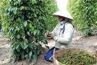 Kim ngạch xuất khẩu hồ tiêu tăng 45,6%