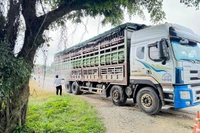 Chủ động phòng, chống dịch tả heo châu Phi