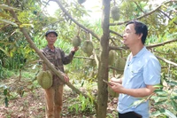 Hỗ trợ hợp tác xã nâng cao hiệu quả sản xuất kinh doanh