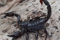 Thuốc ung thư đột phá từ nọc độc bọ cạp?