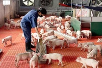 Chi phí đầu vào tăng, sản xuất nông nghiệp gặp khó
