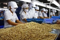 Việt Nam nhập khẩu hơn 1 triệu tấn hạt điều trong 4 tháng đầu năm 2025