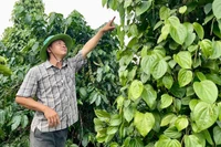 Trồng tiêu xanh trái vụ - một hướng đi mới