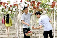 Sức hút từ sản phẩm du lịch nông nghiệp tại Bình Thuận