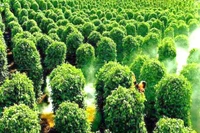 Kim ngạch xuất khẩu hồ tiêu tăng 45%