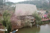 Măng Đen đón khách ngắm hoa anh đào với nhiều hoạt động đặc sắc