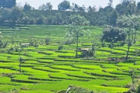 Độc đáo ruộng bậc thang ở xã Dun