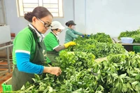 Sản xuất nông nghiệp sạch: Nhiều khó khăn, thách thức