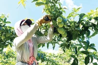 Xuất khẩu nông sản: Kỳ vọng bứt phá từ lợi thế vùng nguyên liệu