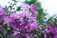 Ngoái nhìn thương nhớ
