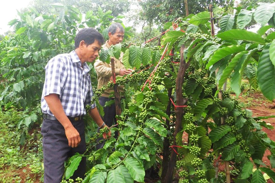 Nhờ được tập huấn kỹ thuật, nhiều hội viên, nông dân đã áp dụng vào sản xuất có hiệu quả. Ảnh: N.H