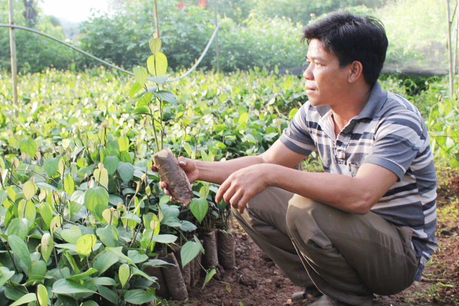 Vườn ươm Yến Hòa. Ảnh: T.N