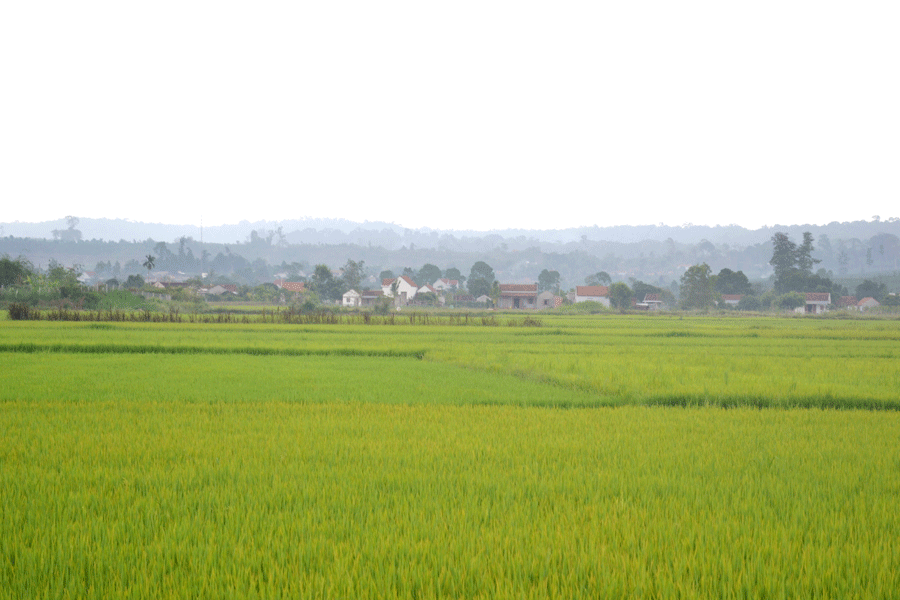 Cánh đồng lúa xanh ngắt ở Sơ Pai. Ảnh: L.H Cánh đồng lúa xanh ngắt ở Sơ Pai. Ảnh: L.H