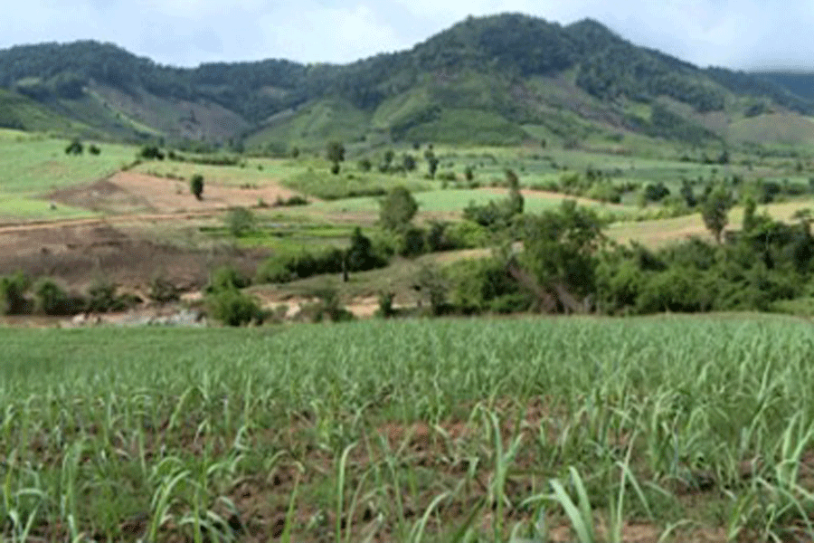 Cánh đồng mía lớn ở xã Lơ Ku, huyện Kbang. Ảnh: Trung Kiên Cánh đồng mía lớn ở xã Lơ Ku, huyện Kbang. Ảnh: Trung Kiên