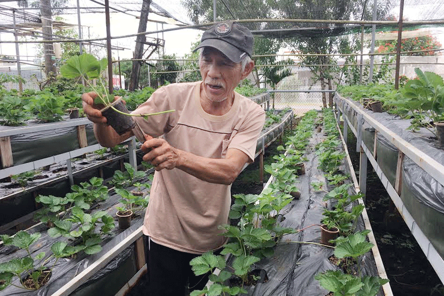 Vườn dâu tây canh tác bằng chế phẩm hữu cơ sinh học cho thu nhập ổn định, bền vững. Ảnh: T.N