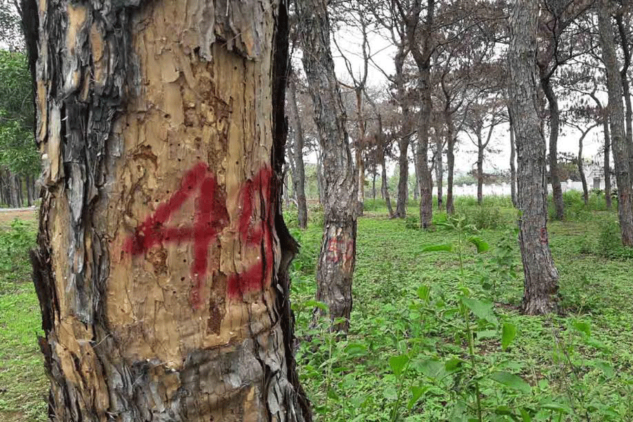 Những cây thông chết được cơ quan chức năng đánh dấu. Ảnh: K.N.B