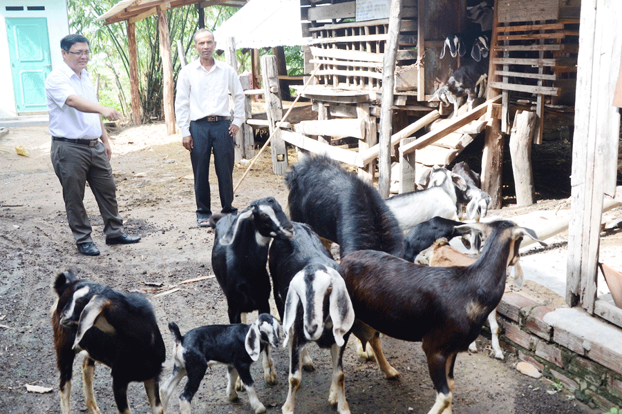 Cán bộ xã Ia Tul kiểm tra mô hình nuôi dê Bách Thảo tại gia đình ông Rô Tiơn (buôn Biah A). Ảnh: T.Đ