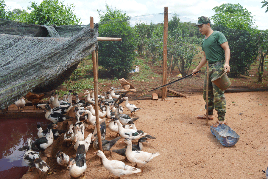 Chiến sĩ Đỗ Anh Sơn chăm sóc đàn gia cầm. Ảnh: P.D Chiến sĩ Đỗ Anh Sơn chăm sóc đàn gia cầm. Ảnh: P.D