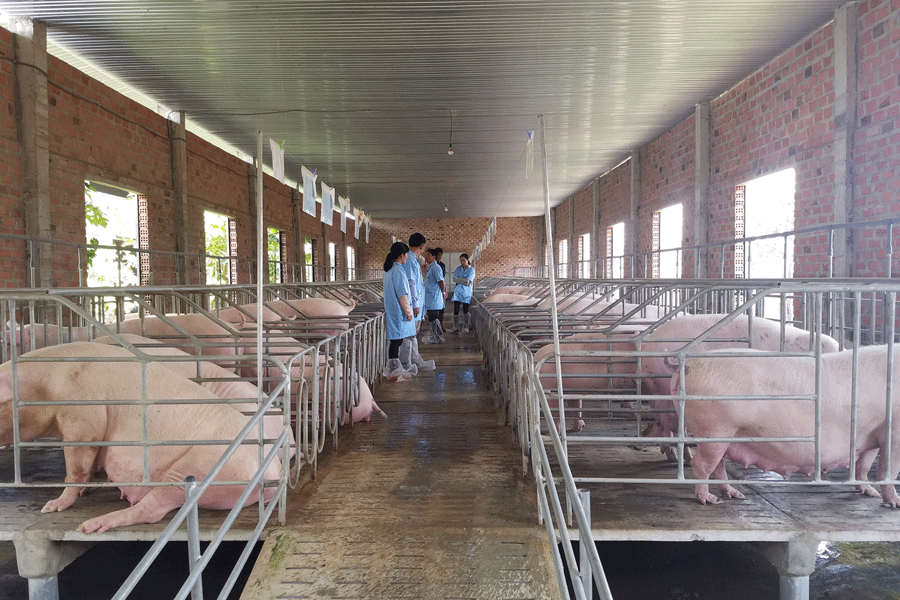 Mô hình nuôi heo sạch tại trang trại ông Được xã Chư Á (TP. Pleiku). Ảnh: T.X Mô hình nuôi heo sạch tại trang trại ông Được xã Chư Á (TP. Pleiku). Ảnh: T.X