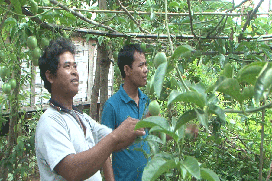 Ông Rân (áo trắng) bên vườn chanh dây của gia đình. Ảnh: L.A