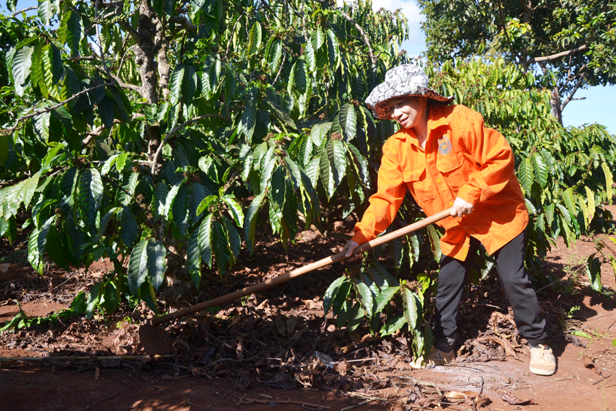 Bà Tâm chăm sóc vườn cà phê của gia đình. Ảnh: N.T Bà Tâm chăm sóc vườn cà phê của gia đình. Ảnh: N.T