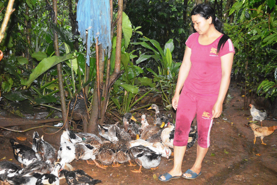 Chị Noch (làng Chuk, xã Kon Thụp) chăm sóc đàn vịt của gia đình. Ảnh. Đ.Y