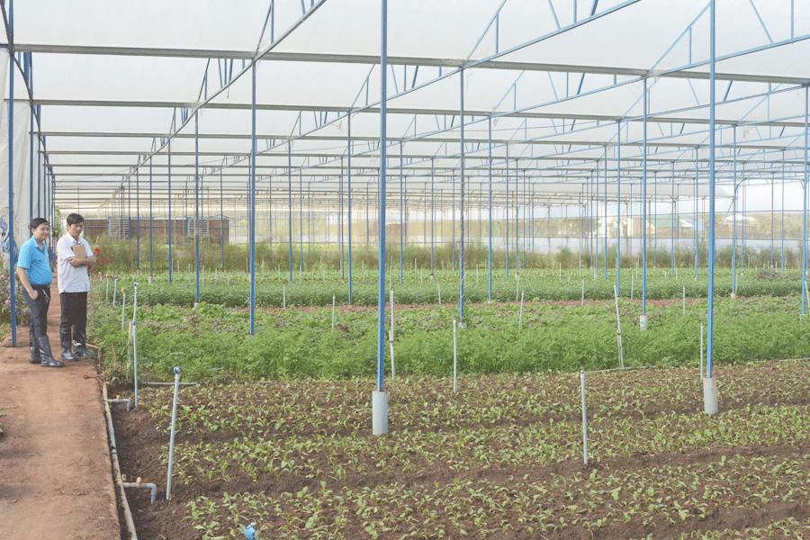 Thị trường đang rất cần một “cú hích” để xây dựng một thương hiệu rau sạch trong toàn tỉnh, tạo đà lấn át các loại rau thiếu an toàn. Ảnh M.N Thị trường đang rất cần một “cú hích” để xây dựng một thương hiệu rau sạch trong toàn tỉnh, tạo đà lấn át các loại rau thiếu an toàn.Ảnh M.N