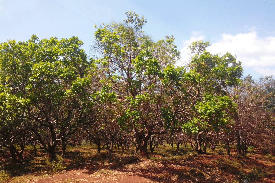 Vườn điều của người dân xác xơ vì sâu bệnh. Ảnh: L.N