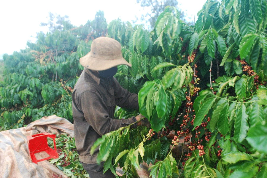 Nhiều nhà vườn gặp khó khăn trong việc tìm nhân công thu hái cà phê. Ảnh: H.S Nhiều nhà vườn gặp khó khăn trong việc tìm nhân công thu hái cà phê. Ảnh: H.S
