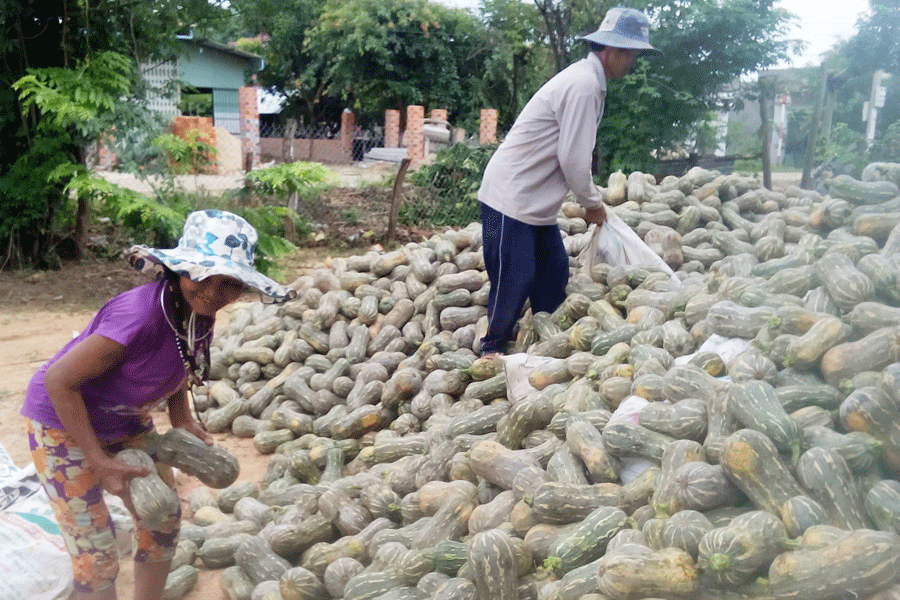 Người trồng bí ở Kông Chro thu lãi lớn nhờ bí được giá. Ảnh: T.N Người trồng bí ở Kông Chro thu lãi lớn nhờ bí được giá. Ảnh: T.N