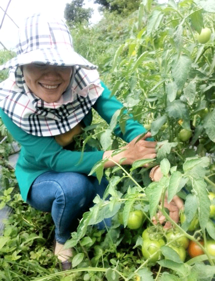 Ứng dụng khoa học-công nghệ vào sản xuất nông nghiệp đem lại hiệu quả cao. Ảnh: P.V