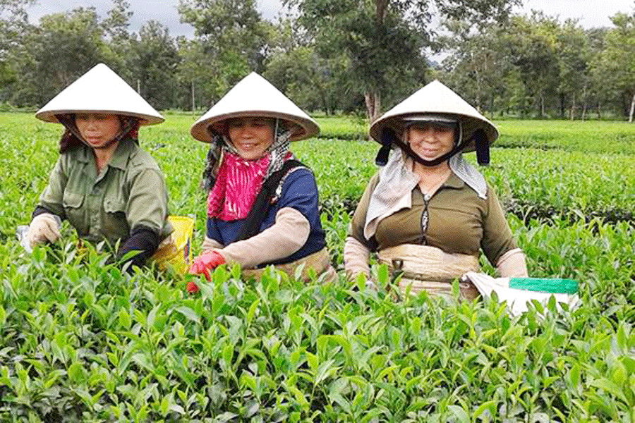 Hội viên phụ nữ thôn 5 giúp gia đình chị Ngân hái chè. Ảnh: Đ.Y