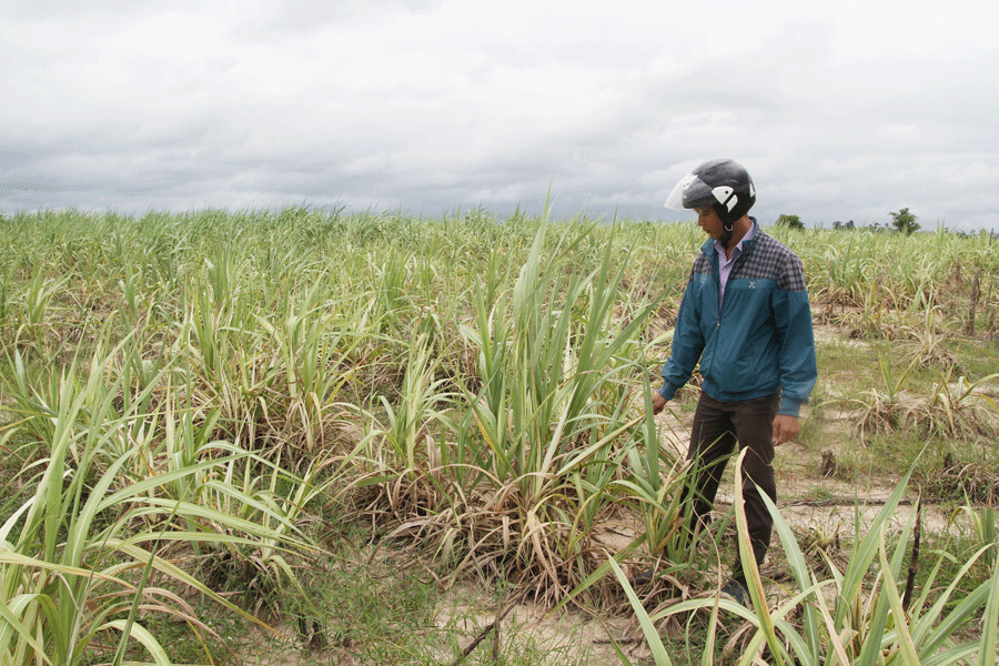 Hàng trăm ha mía của người dân bị bệnh trắng lá phải phá bỏ. Ảnh: L.N