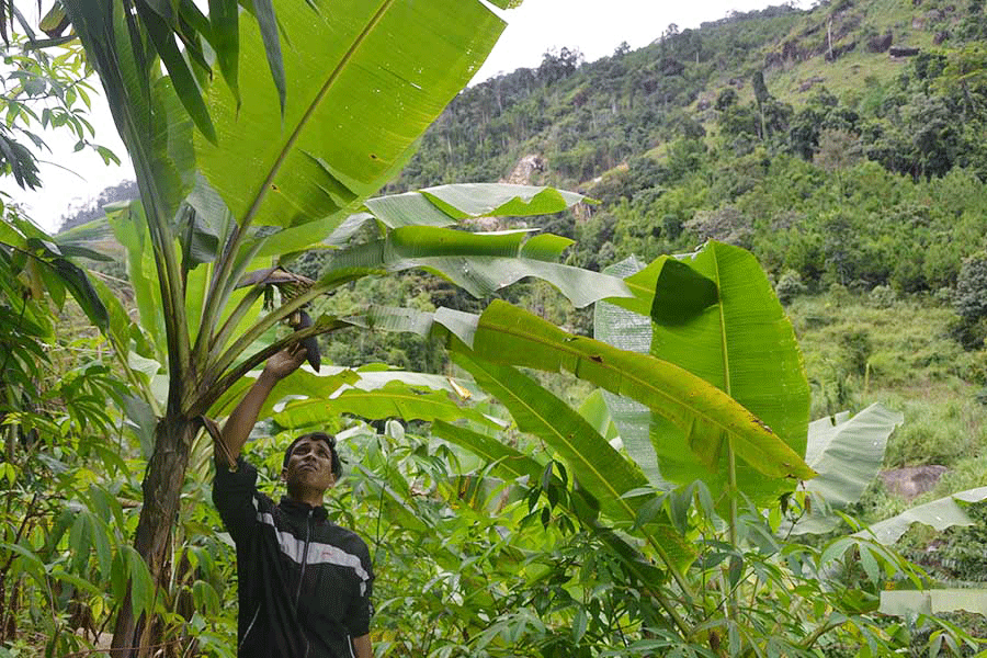 Diện tích chuối rừng tại xã Ia Kreng đang phát triển tốt. Ảnh: N.T Diện tích chuối rừng tại xã Ia Kreng đang phát triển tốt. Ảnh: N.T