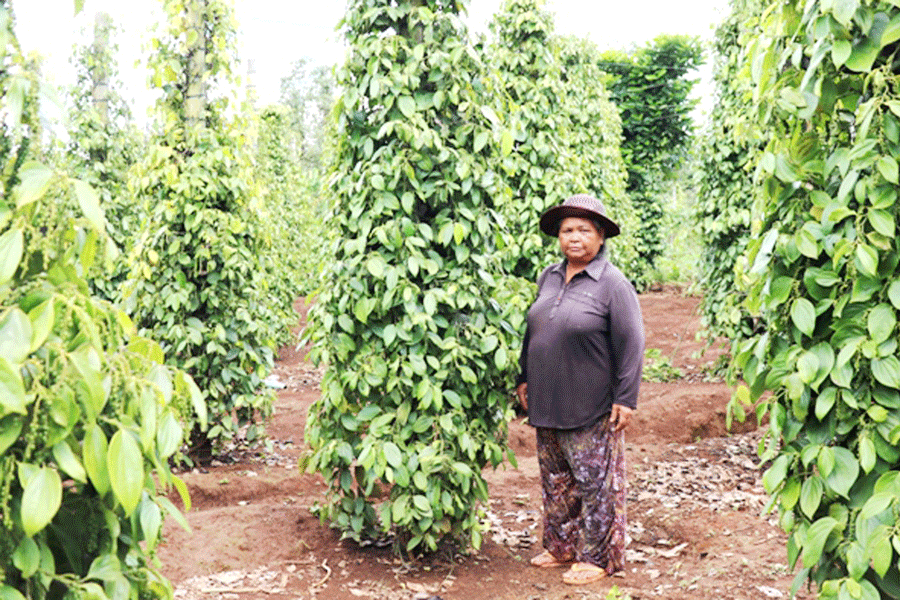 Bà Plur bên vườn tiêu của gia đình. Ảnh: H.T